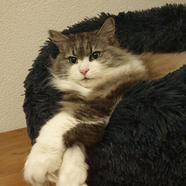 Pluis uit Oss zoekt een Kattenoppas