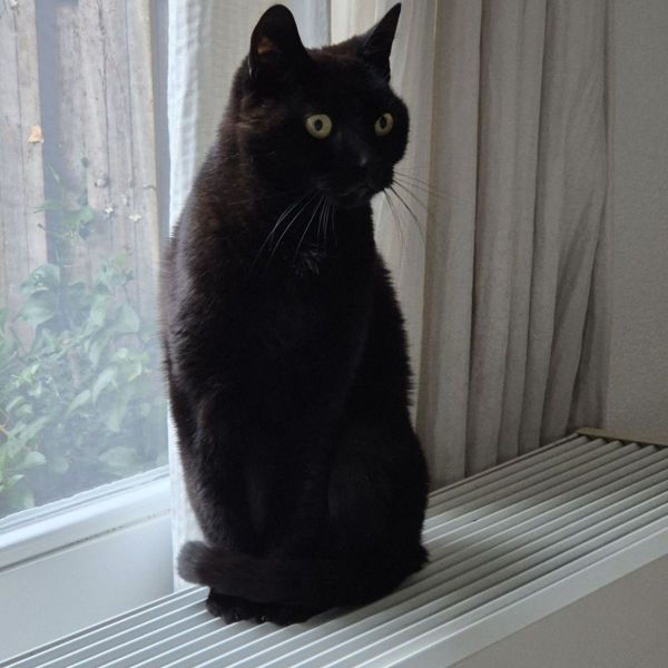 Frits uit Houten zoekt een Kattenoppas