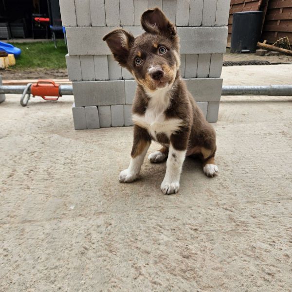 Ruby, Lilly uit Arnhem zoekt een Hondenoppas