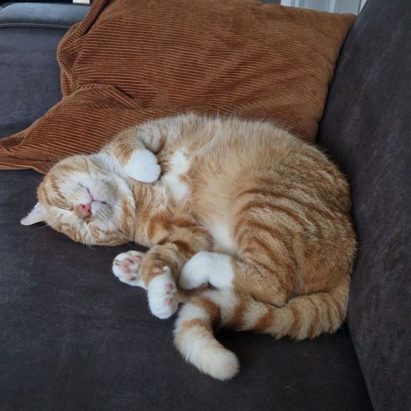 Nacho uit Zwolle zoekt een Kattenoppas