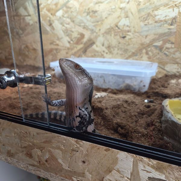 Dino, Skittle, Nala uit Zaandam zoekt een huisdierenoppas