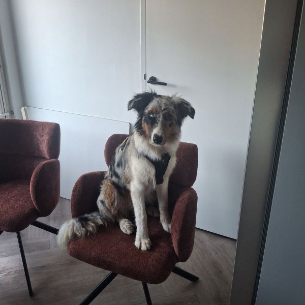 Luna uit Etten-Leur zoekt een Hondenoppas