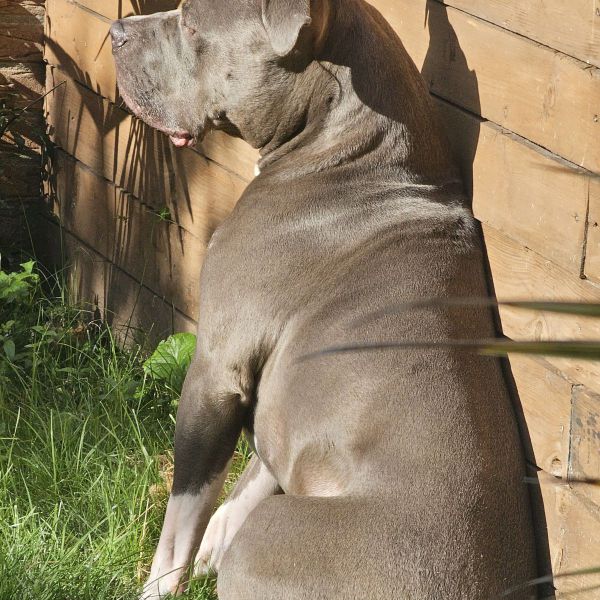 Stitch, Balou, Bubbel uit Amstelveen zoekt een huisdierenoppas