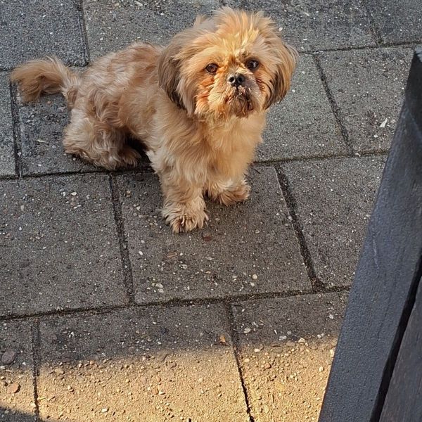 Huisdierenoppas Esmee uit Almelo