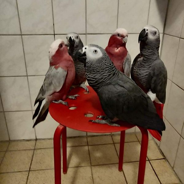 Coco, Charlie, Loui uit Dirksland zoekt een Vogeloppas