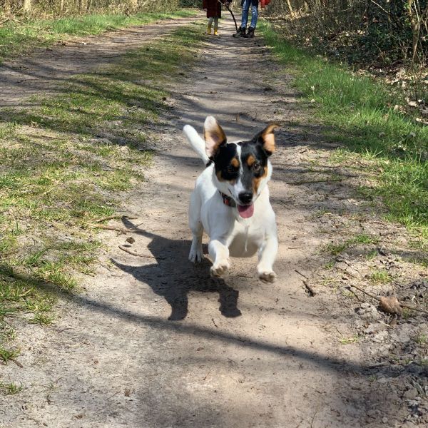 Bobbie uit Staphorst zoekt een Hondenoppas