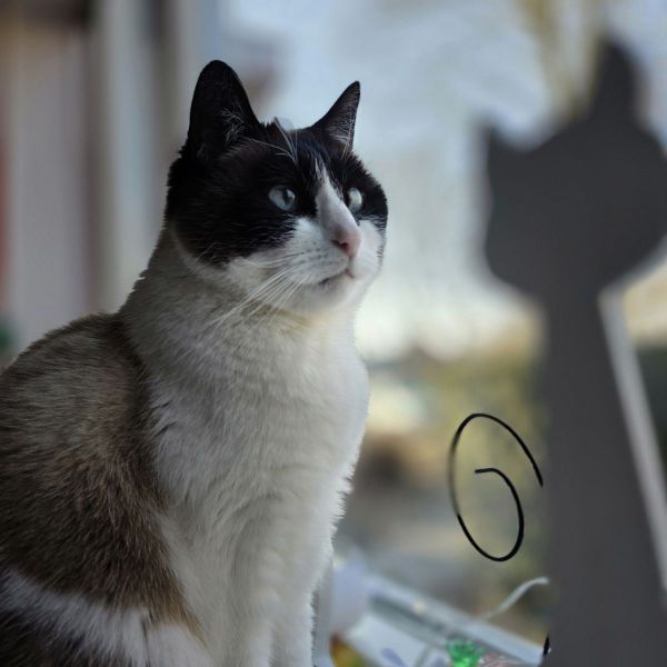 Huisdierenoppas Jacqueline uit Kraggenburg