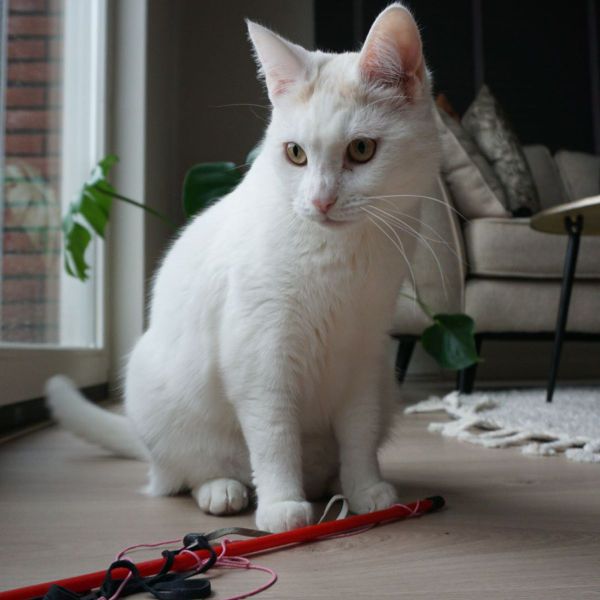 Lumi uit Oosterhout zoekt een Kattenoppas