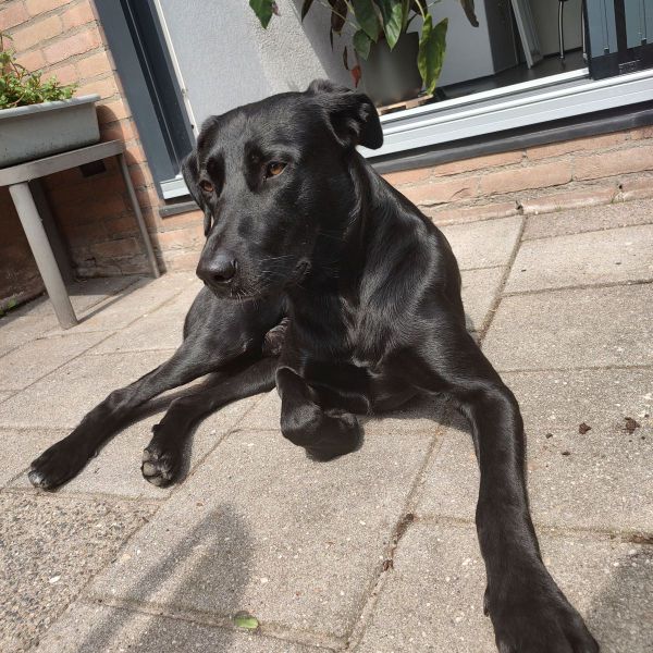 Robby uit Leeuwarden zoekt een Hondenoppas
