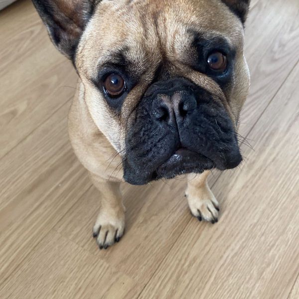 Bobby uit Amersfoort zoekt een Hondenoppas