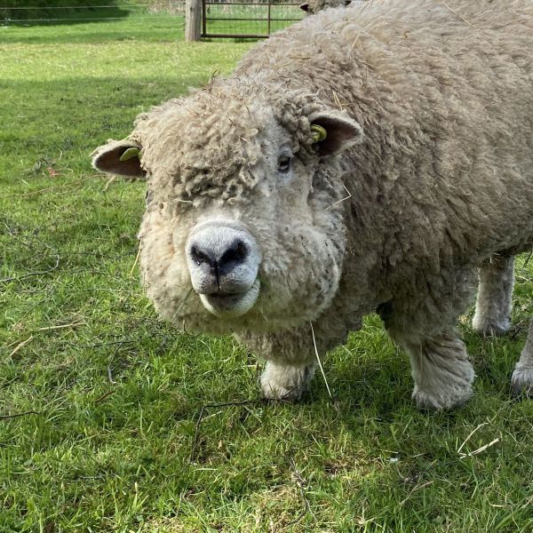 8 schaapjes en 1 poes uit Hengelo zoekt een Boerderijoppas