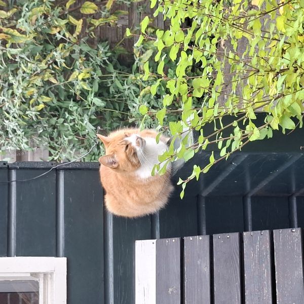 VanRooien, VanZwarten uit Onstwedde zoekt een Kattenoppas