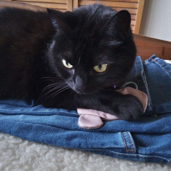 Lucky, Bo en max uit Vlaardingen zoekt een huisdierenoppas