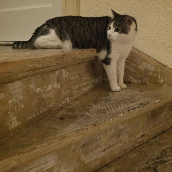 Herman Wolters uit Nijmegen zoekt een Kattenoppas