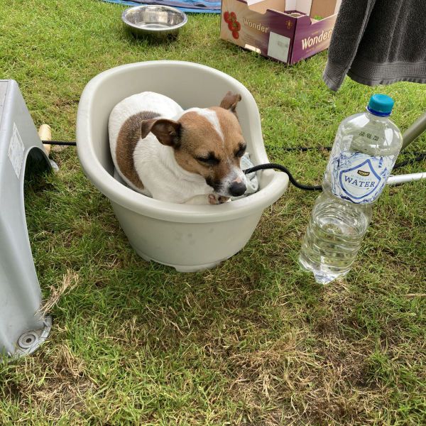 Charlie uit Moergestel zoekt een Hondenoppas