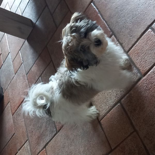 Sjonnie uit Rotterdam zoekt een Hondenoppas