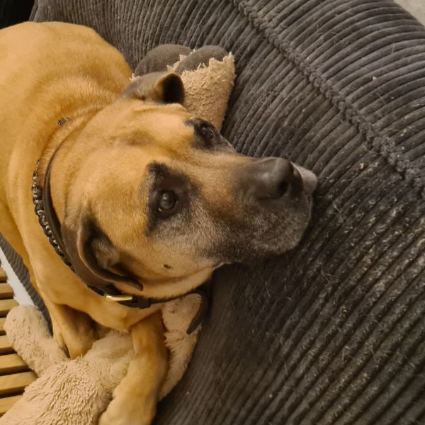 RIVA uit Didam zoekt een Hondenoppas