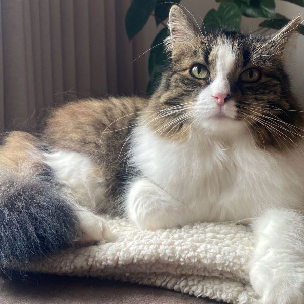 Yuna uit Roermond zoekt een Kattenoppas