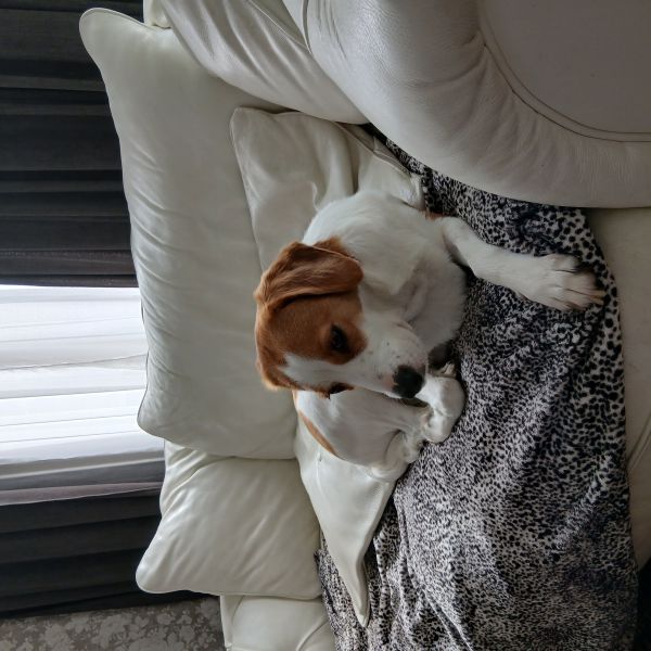 Sandy uit Gennep zoekt een Hondenoppas