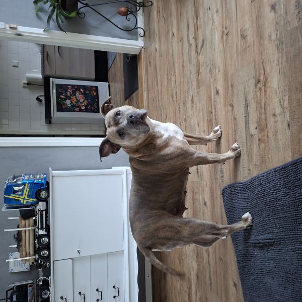 Daira, Daira uit Arnhem zoekt een Hondenoppas