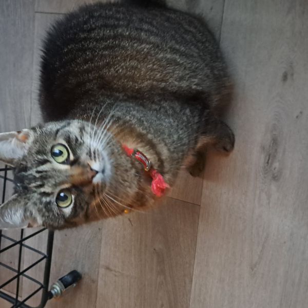 Miep(pie) uit Ruurlo zoekt een Kattenoppas