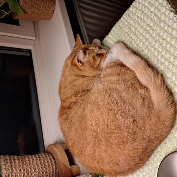 Harry uit Groningen zoekt een Kattenoppas