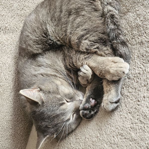 Simba uit Enschede zoekt een Kattenoppas