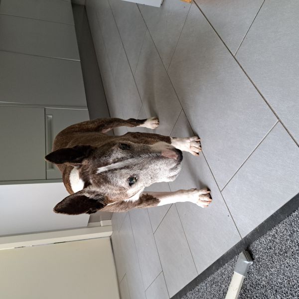 Spike, Joep uit Herkenbosch zoekt een Hondenoppas