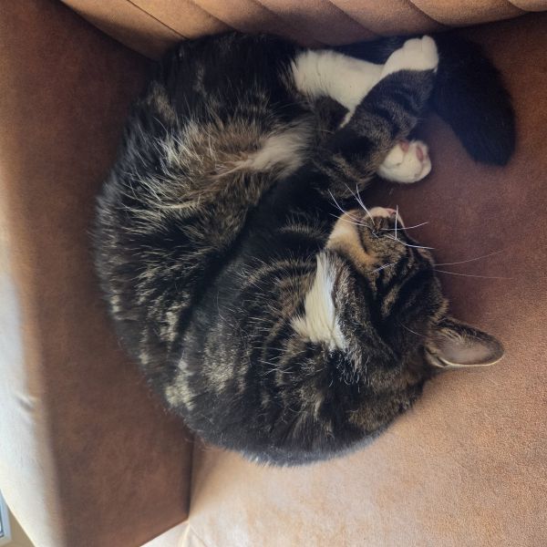 Charlie uit Spijkenisse zoekt een Kattenoppas