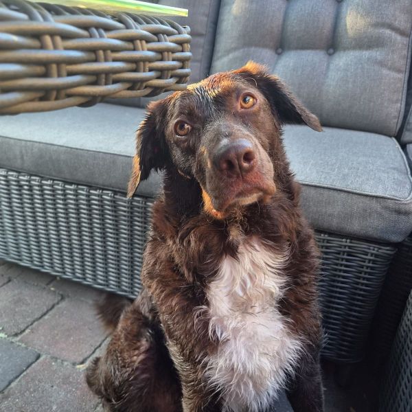 Hondenoppas Wendi uit Rozenburg, Zh