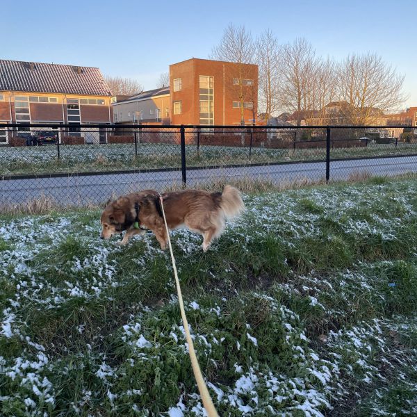 Tess uit Almere zoekt een Hondenoppas