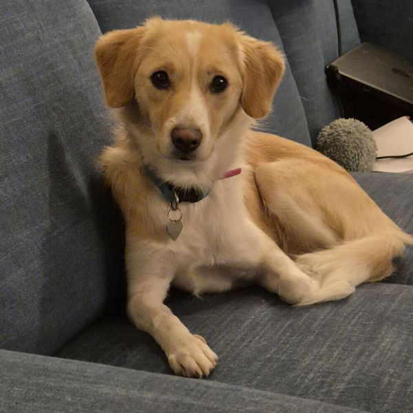 Indy uit Zoetermeer zoekt een Hondenoppas