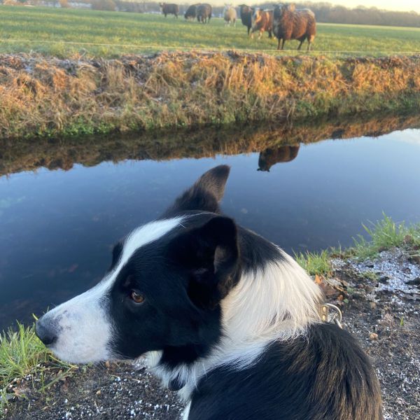 Dexter, Fluffy uit Doorn zoekt een huisdierenoppas