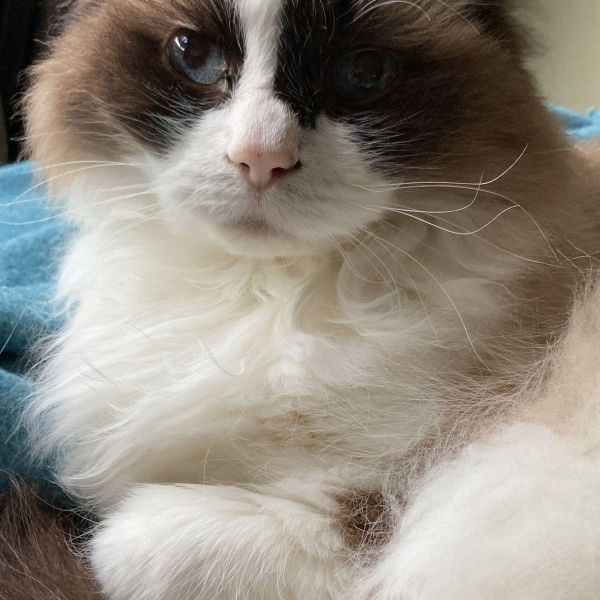 Zazou, Iziz uit Heythuysen zoekt een Kattenoppas