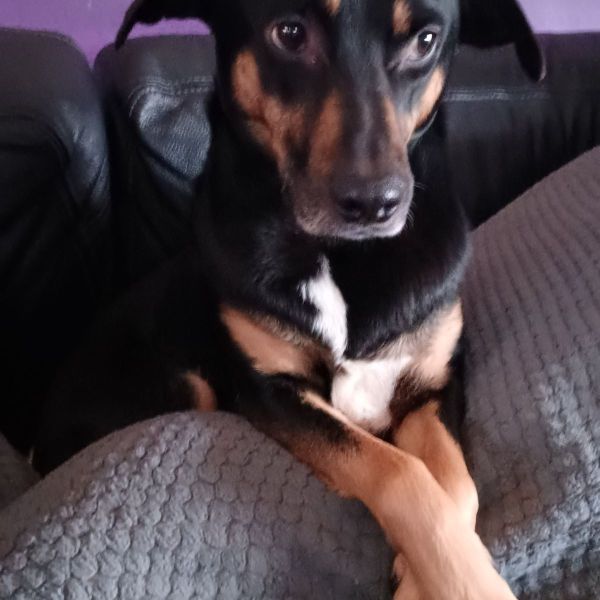 Huisdierenoppas Mylie uit Eerbeek