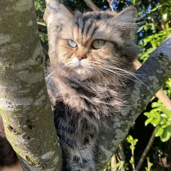 Luna uit Oegstgeest zoekt een Kattenoppas