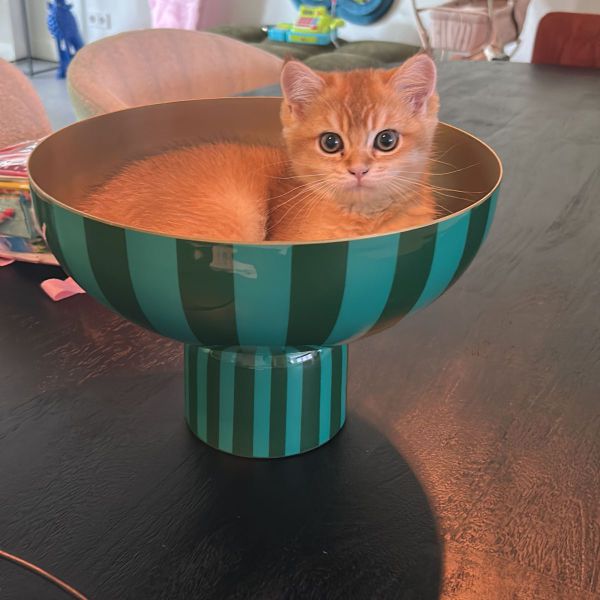 Rebel uit Dordrecht zoekt een Kattenoppas