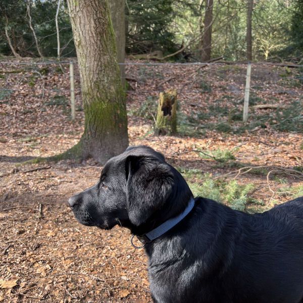 Keira uit Hilversum zoekt een Hondenoppas