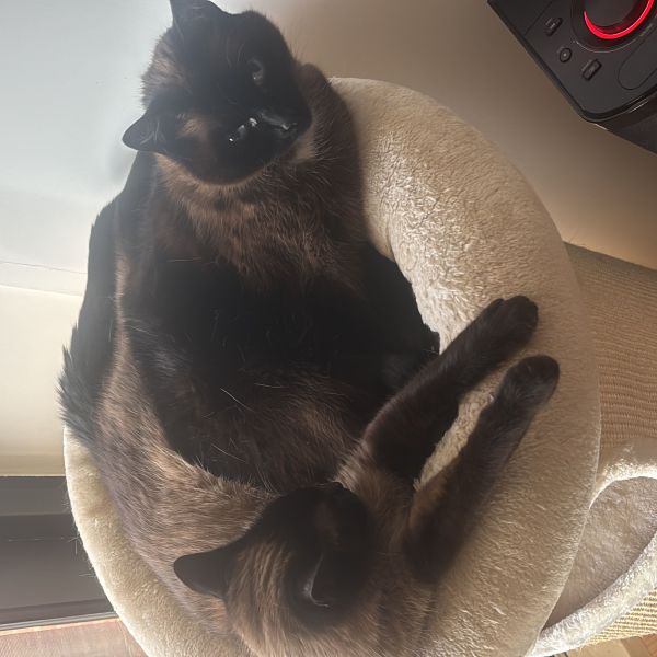 Pepper en Nikson uit Vlissingen zoekt een Kattenoppas