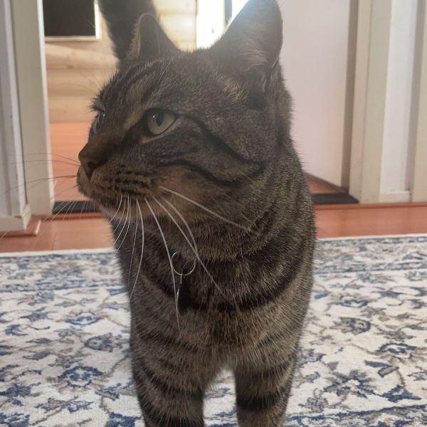 Loek uit Leidschendam zoekt een Kattenoppas