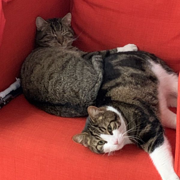Tijger en ravi uit Maassluis zoekt een Kattenoppas