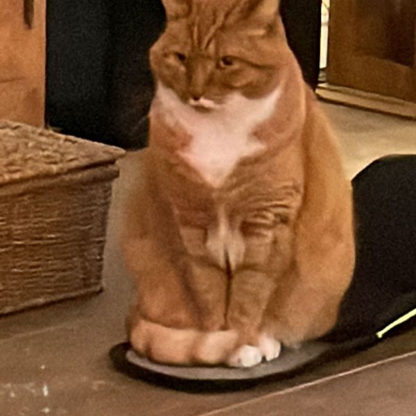 Jochem uit Leiden zoekt een Kattenoppas