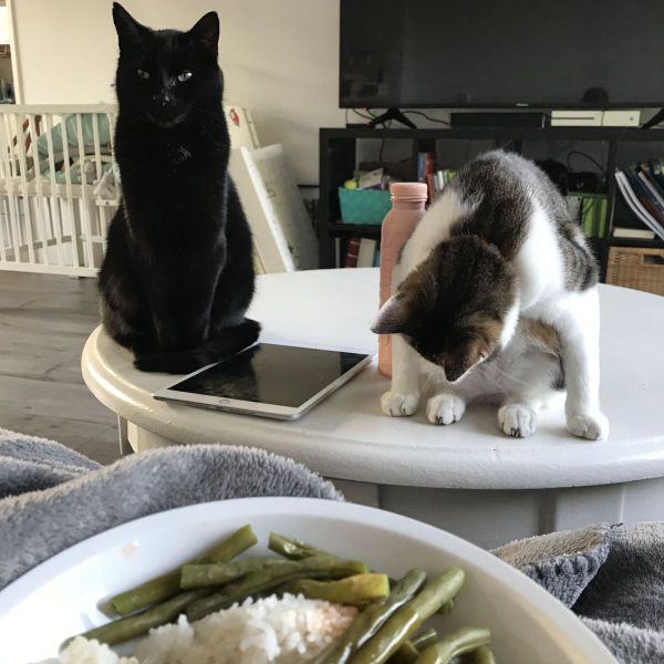 Geerd en Heindrik uit Drachten zoekt een Kattenoppas