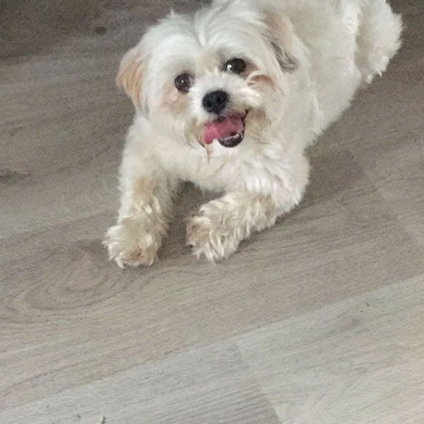 charley uit Emmen zoekt een Hondenoppas