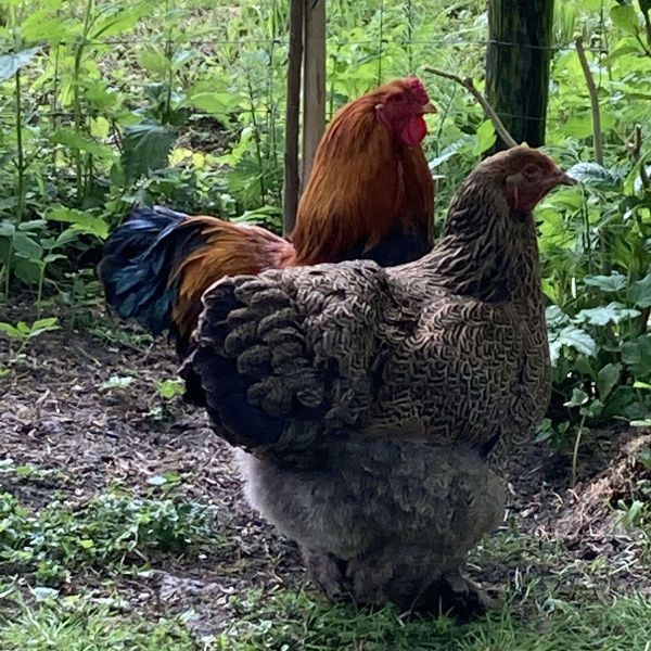 Curry & Peter, Regi & Sultana, Marvel uit Alkmaar zoekt een huisdierenoppas