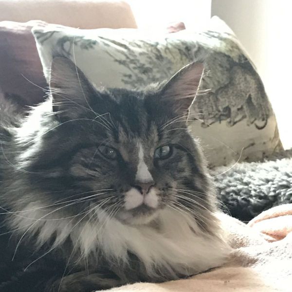 Moos, Sam uit Hoofddorp zoekt een Kattenoppas