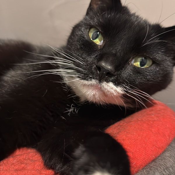 Jack, Felix uit Geertruidenberg zoekt een Kattenoppas