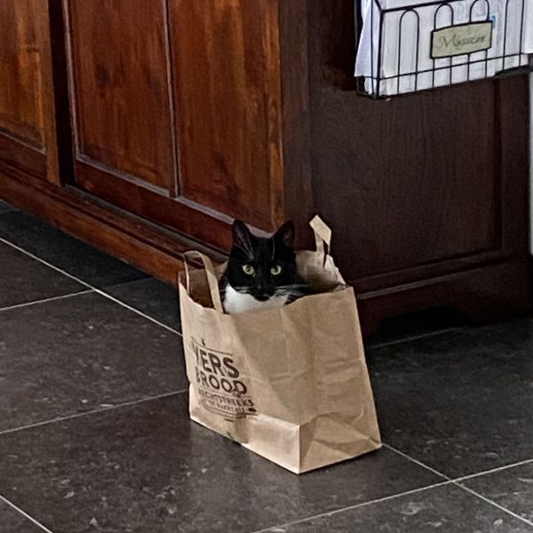 Buddy uit Son En Breugel zoekt een Kattenoppas