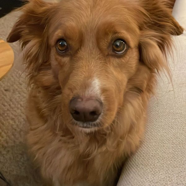 Ginny uit Wilp zoekt een Hondenoppas