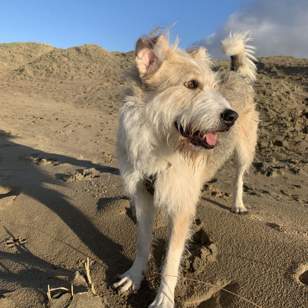 Laika uit Amsterdam zoekt een Hondenoppas